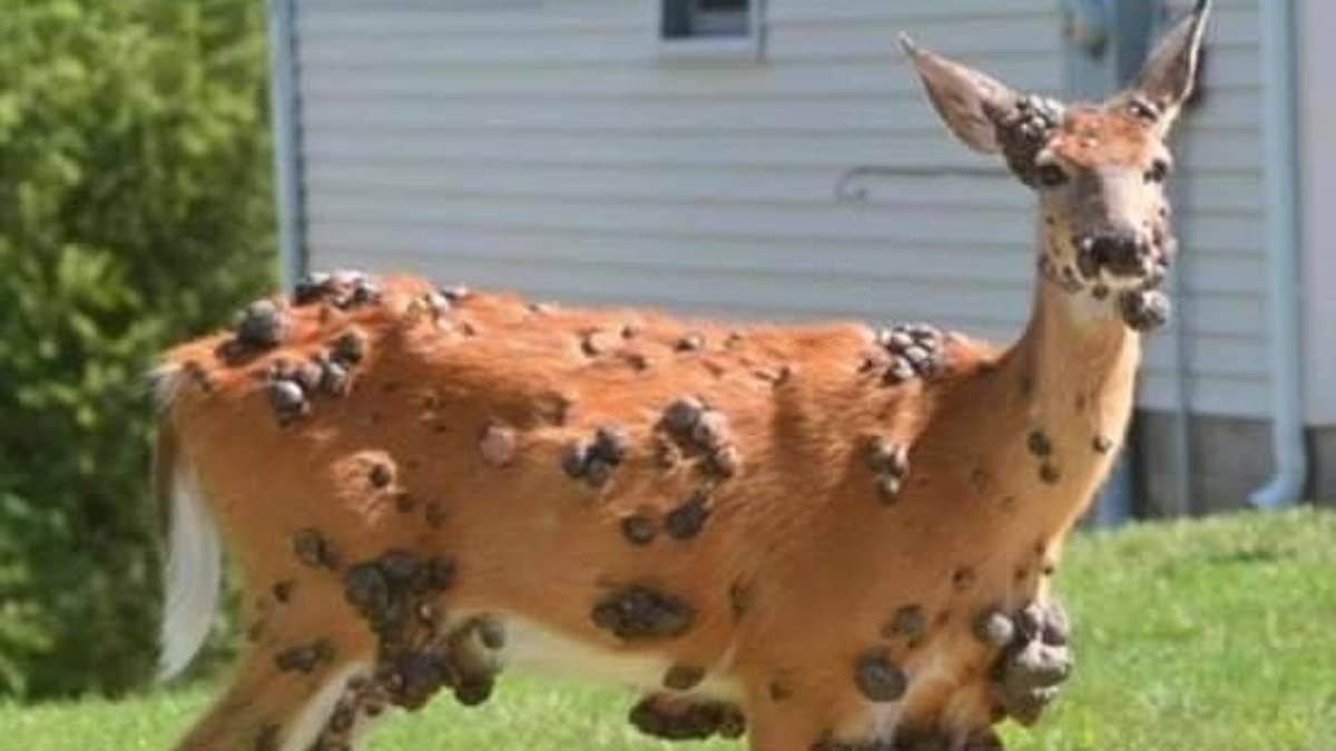 alert-–-cause-of-grotesque-wildlife-mutations-across-the-us-revealed-as-outbreak-fears-mount