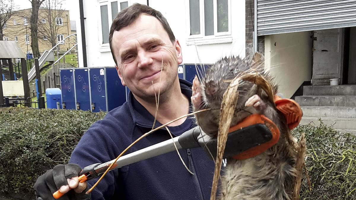 alert-–-brace-for-a-‘winter-of-rats’:-expert-warns-rodent-infestation-is-coming-after-catching-’20-inch-pests’