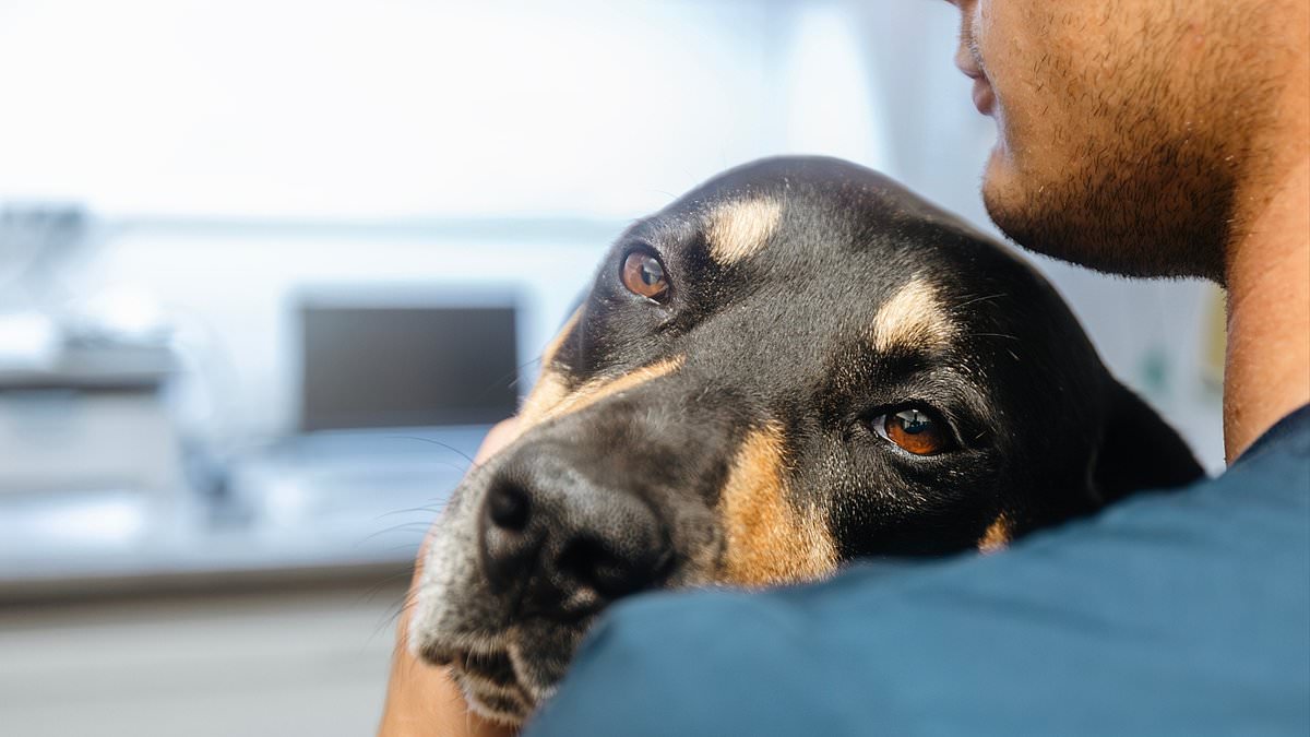 alert-–-i-caught-a-deadly-infection-from-sleeping-with-my-dog-that’s-left-me-disfigured
