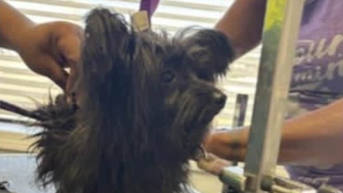 alert-–-dog-groomer-accused-of-sickening-puppy-abuse-as-video-sparks-police-investigation…-and-wave-of-other-claims